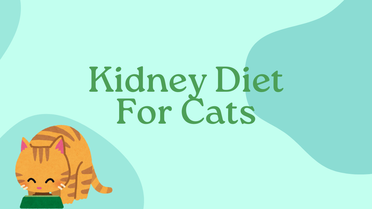 Kidney Diet For Cats