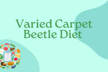Varied Carpet Beetle Diet